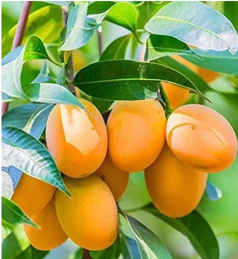 Fruit Plants